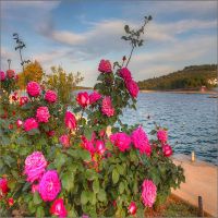 IMG_7907_8_9